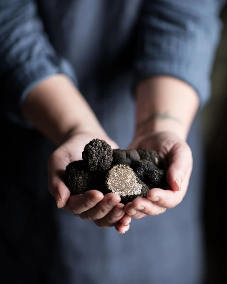 Cuisinier présentant des truffes découpées dans ses mains